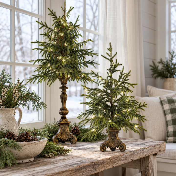 Large and Small Norfolk pine trees displayed together by a living room window