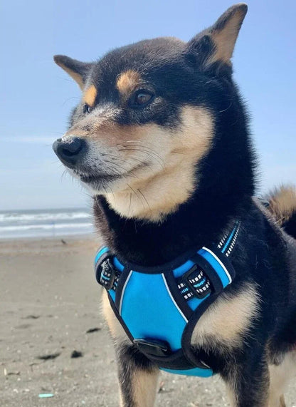 🐾 Vest-Style Pet Harness & Leash Set – Comfortable Everyday Walks