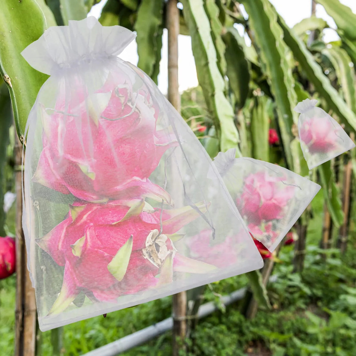 🔥Fruit Protection Bags