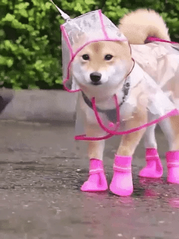 🌧️ Clear Dog Raincoat