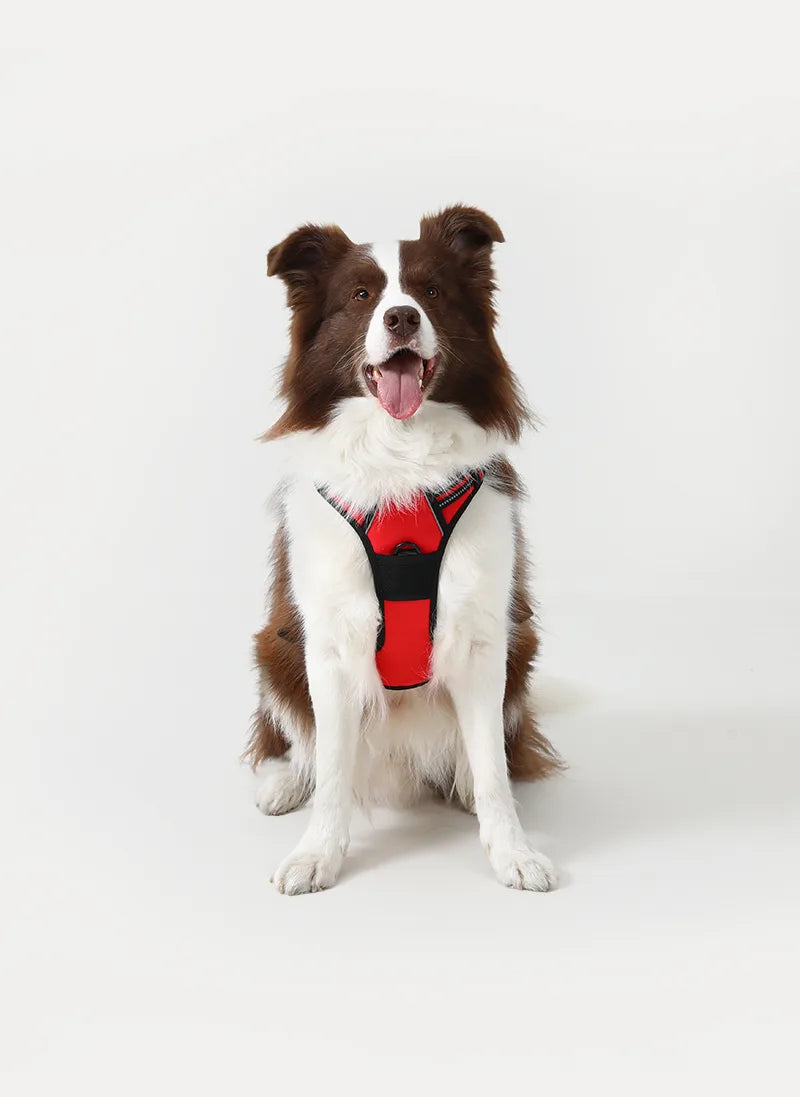 🐾 Vest-Style Pet Harness & Leash Set – Comfortable Everyday Walks