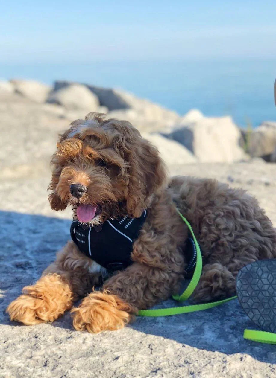 🐾 Vest-Style Pet Harness & Leash Set – Comfortable Everyday Walks