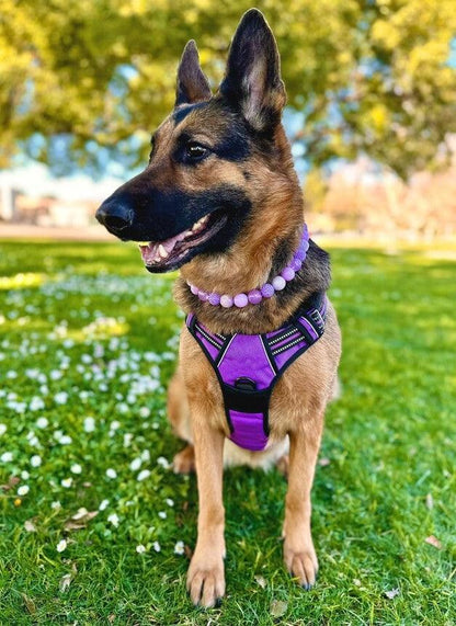 🐾 Vest-Style Pet Harness & Leash Set – Comfortable Everyday Walks