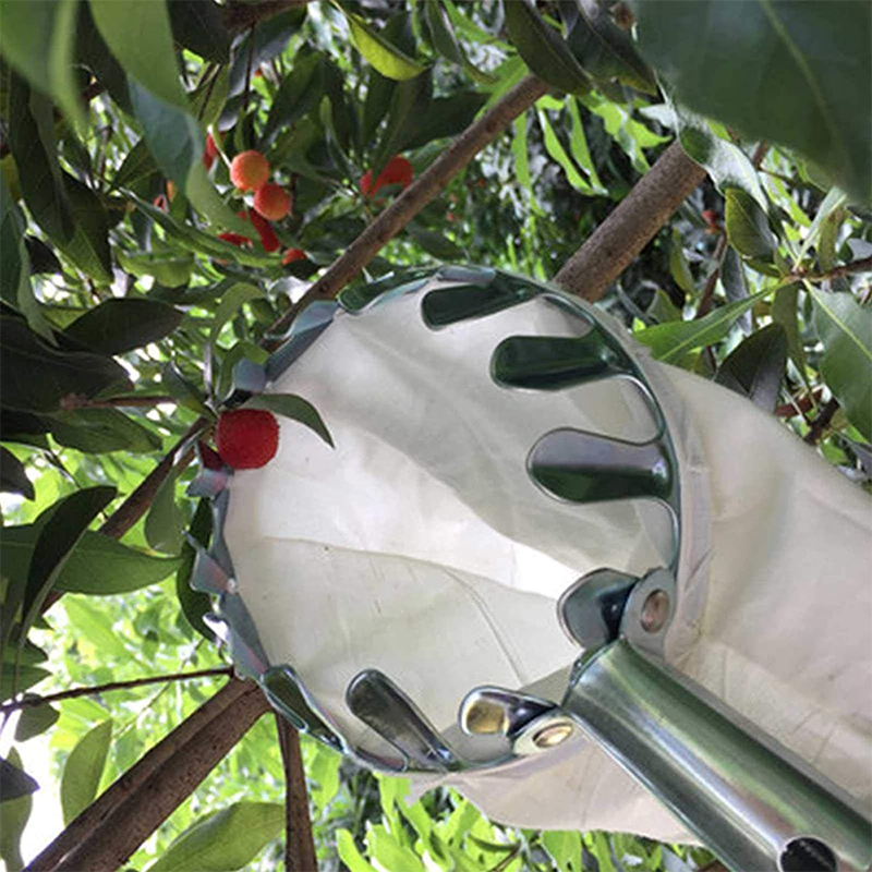 Long-Reach Fruit Picker 🍎 – Metal Basket with Catch Bag | 50% OFF